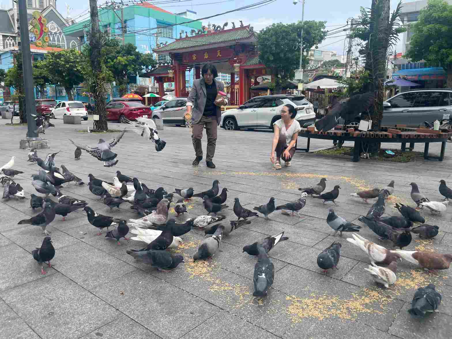 Cô Đào rải lúa gọi bồ câu xuống ăn. Ảnh: Đình Trọng