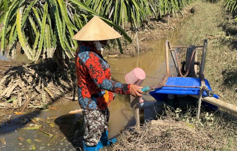 Nguoi dan chay may bom nuoc de cuu vuon thanh long. Anh: Duy Tuan