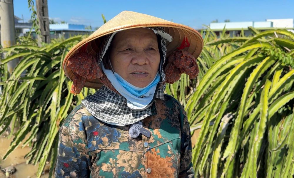 Ba Le Thi Lai buon ba nhin vuon thanh long con ngap. Anh: Duy Tuan