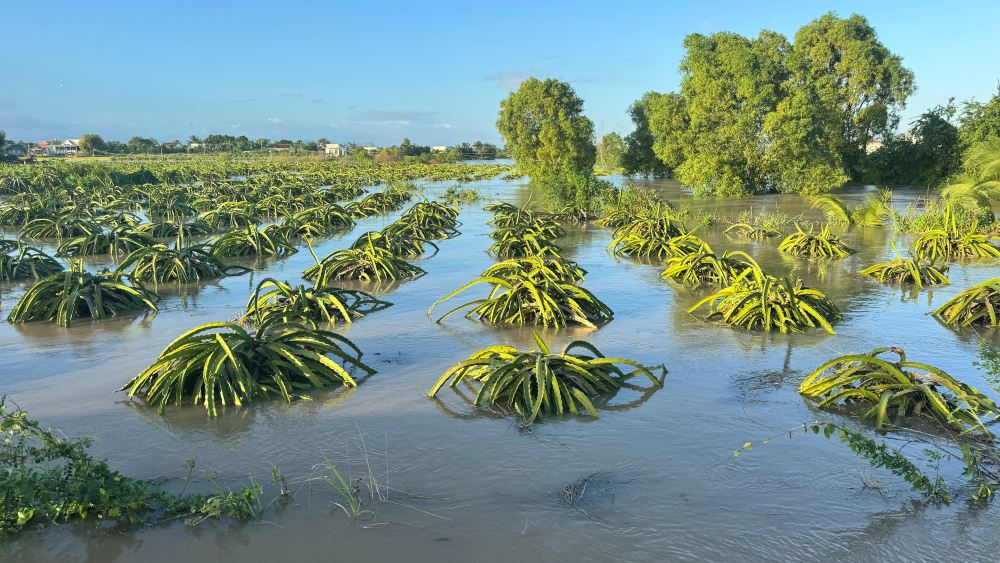 Thanh long bi ngap lut ngon hom 4.12. Anh: Duy Tuan