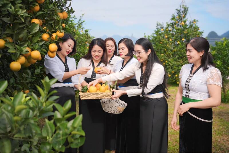 Nguoi dan va du khach trai nghiem tham quan vuon cam xa Muong Coi. Anh: Nhat Minh