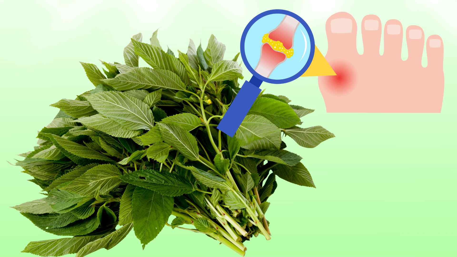 A type of rustic vegetable that can help the body control uric acid better