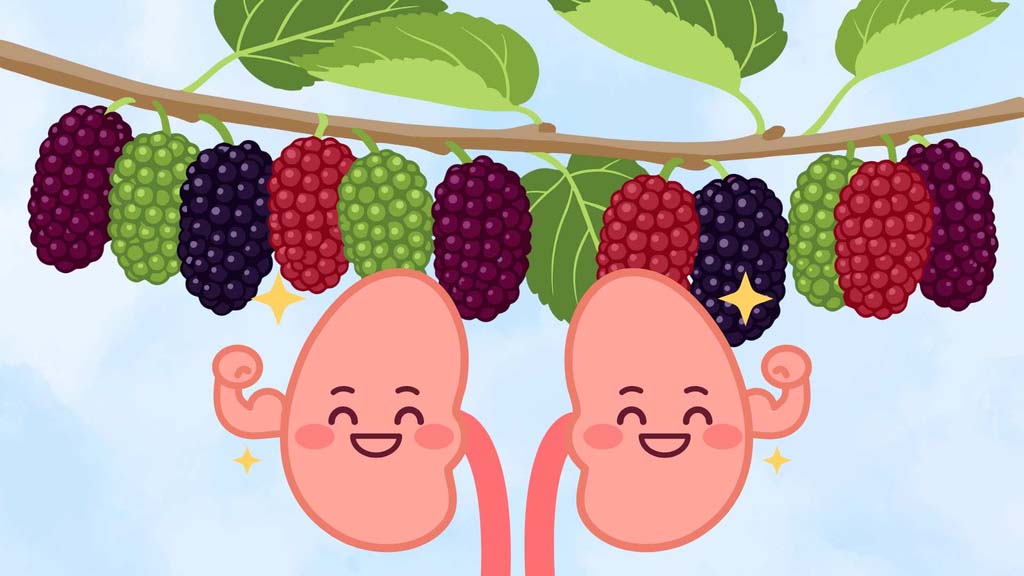 신장 건강 증진을 위해 식단에 뽕나무 열매를 추가하는 방법