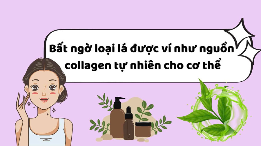 Unexpected leaves are considered a natural source of collagen for the body