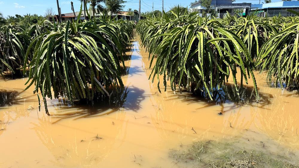 Dragon fruit garden is still flooded in Lam Dong