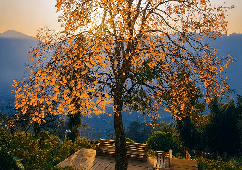 Cây hồng cổ trĩu trịt quả chín sáng bừng một góc trời Sa Pa.