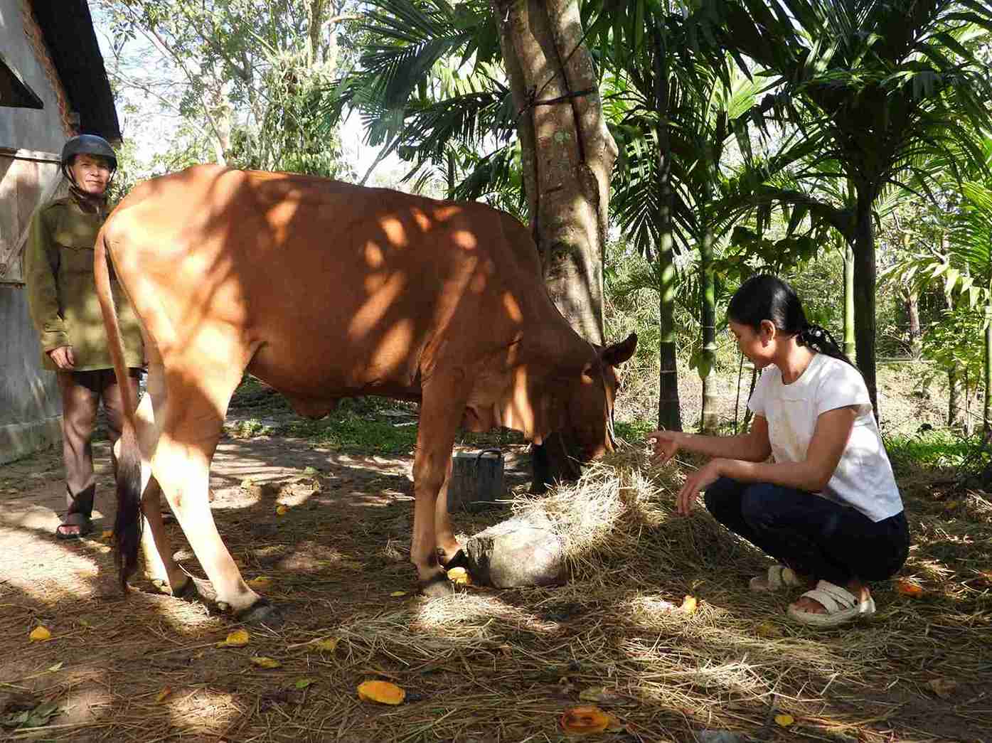 Mot nguoi dan trong xa Lien Son Lak duoc Nha nuoc ho tro bo sinh san va da thoat ngheo trong nam 2025. Anh: Bao Lam