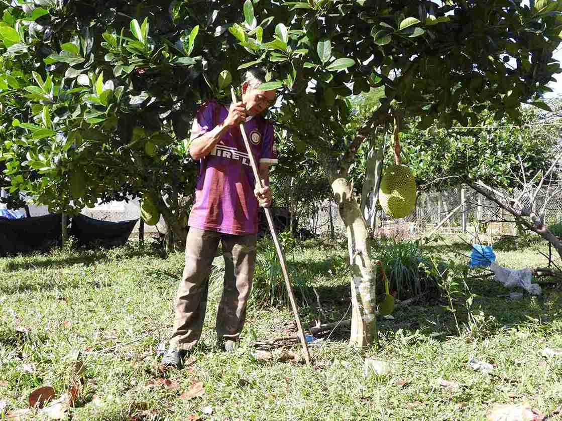 Ngoai gia suc, nguoi dan kho khan trong xa con duoc chinh quyen dia phuong ho tro cay giong de phat trien kinh te ho gia dinh. Anh: Bao Lam