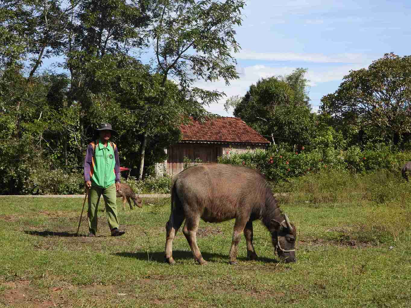 El sector ganadero sigue representando una gran proporcion en la estructura economica de la comuna de Lien Son Lak y es la clave para ayudar a la gente a superarse en la vida. Foto: Bao Lam