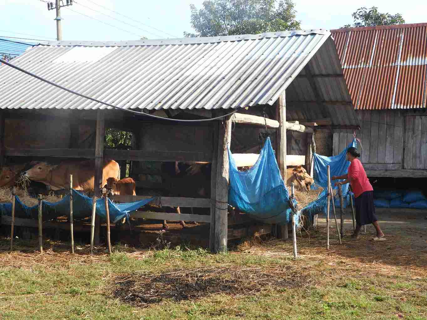 So ho ngheo, can ngheo cua xa du bao se tiep tuc giam trong nam 2025. Anh: Bao Lam