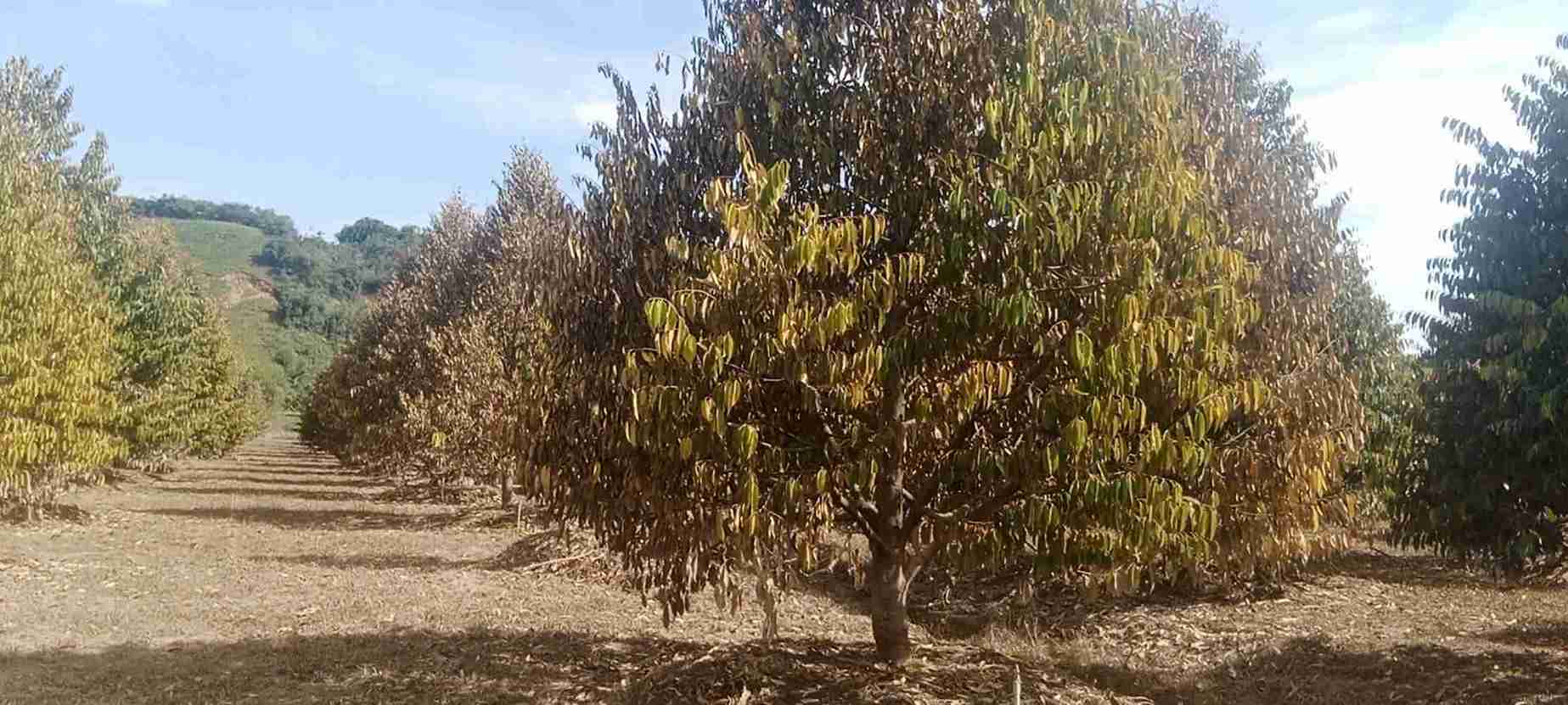 Theo uoc tinh cua ong Lam, vuon sau rieng cua gia dinh ong bi chet gay thiet hai kinh te hon 2 ti dong. Anh: Phuc Khanh