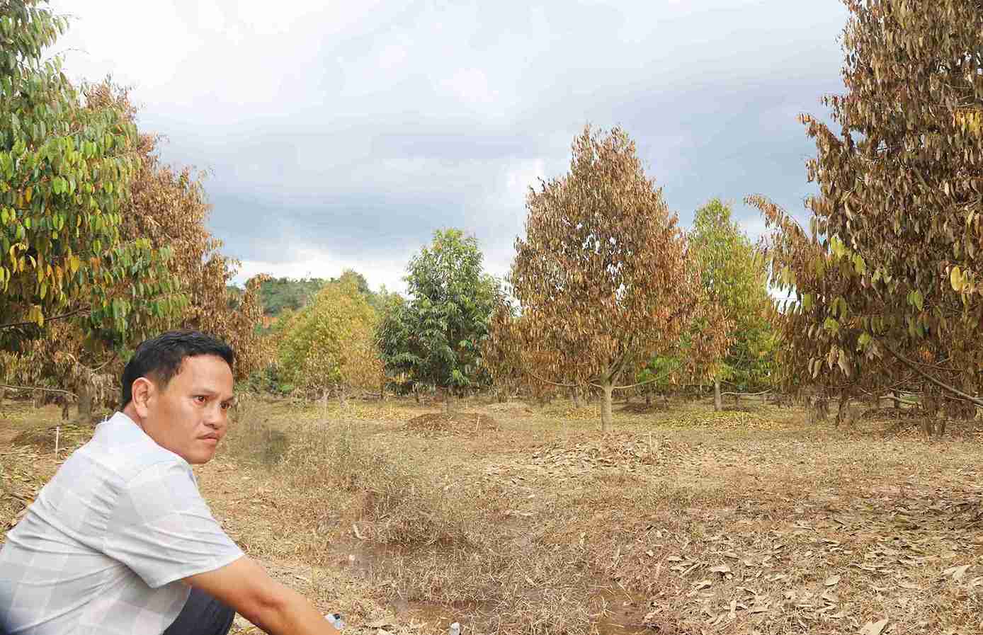 Theo thong ke, toan xa Cat Tien dang co khoang 40ha sau rieng bi chet sau khi bi ngap lut lau ngay. Anh: Phuc Khanh