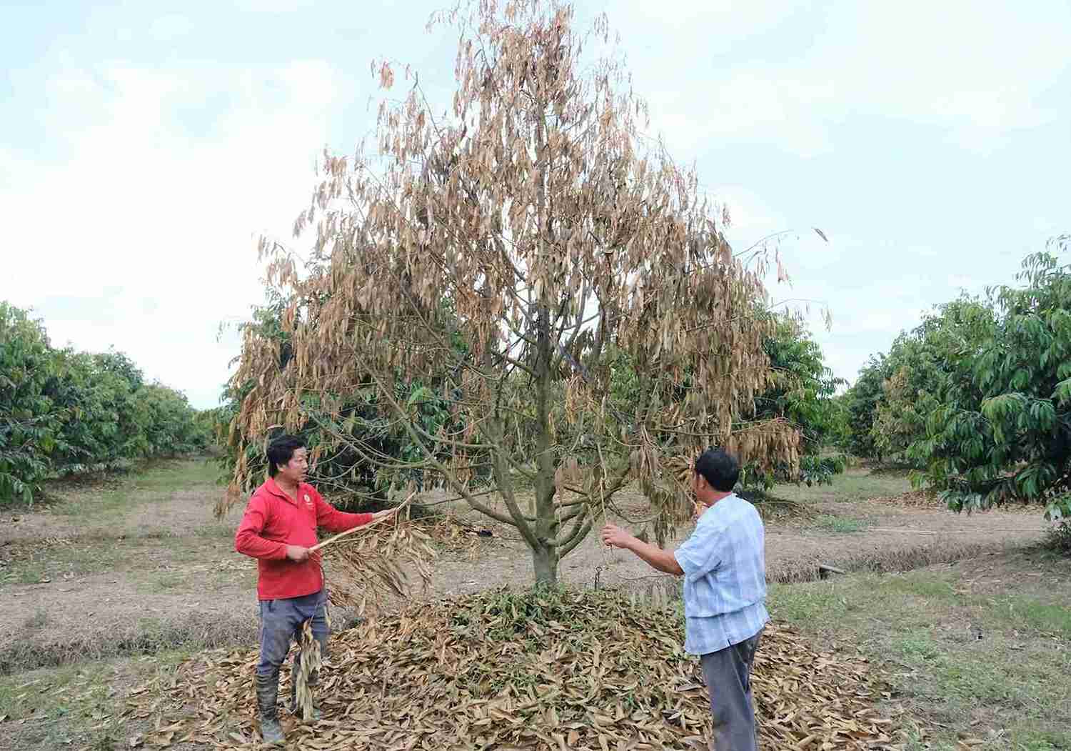 Ong Nguyen Van Lam, ngu tai thon Quang Ngai 1 (nguoi mac ao do) ben vuon sau rieng bi chet sau thoi gian ngap nuoc lau ngay. Anh: Phuc Khanh