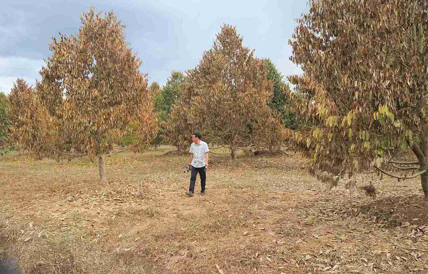 Durian died en masse after floods, causing many households in Lam Dong to suffer billions of dong in damage. Photo: Phuc Khanh