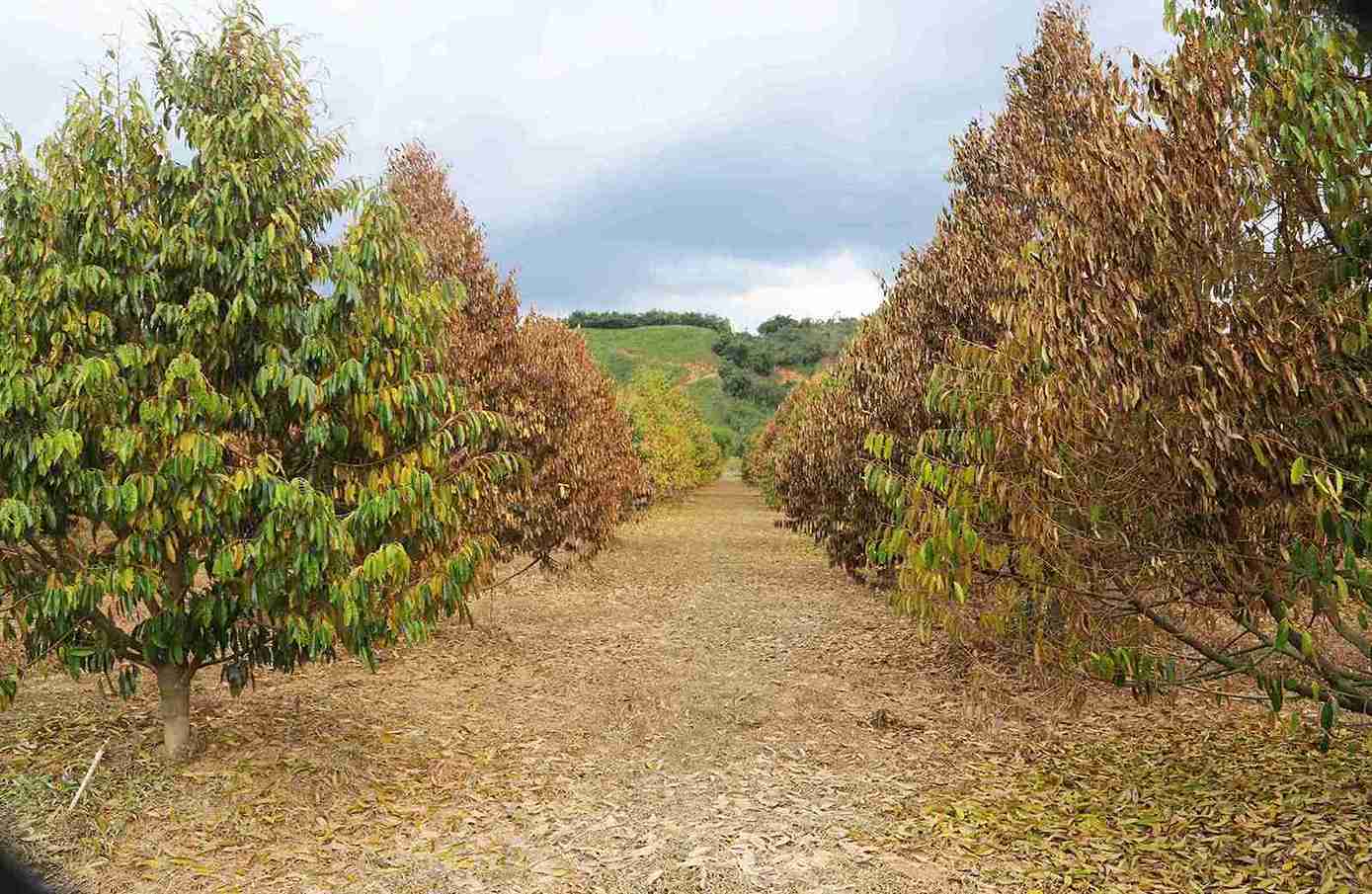 Vuon sau rieng cua gia dinh ong Huynh Tan Chien (xa Cat Tien) bi chet kho sau khi mua lu di qua. Anh: Phuc Khanh