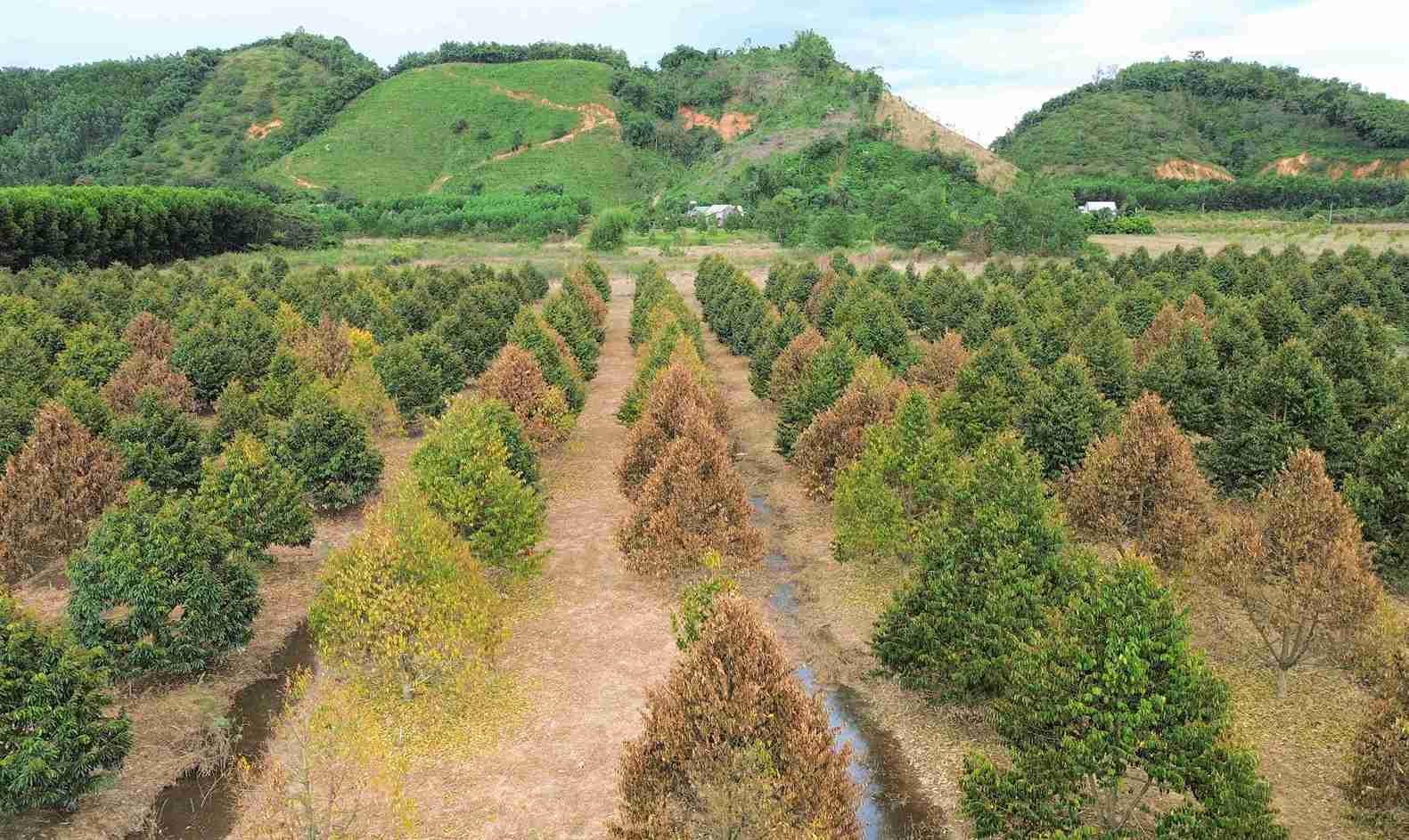 Khung canh hoang tan tai mot vuon sau rieng dang chet dan sau khi bi ngap lut lau ngay tai xa Cat Tien. Anh: Phuc Khanh