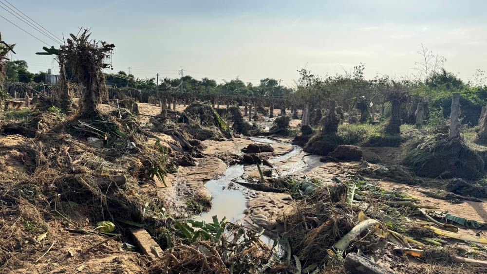 Ngon ngang cay coi bi nuoc lu cuon troi tai hien truong. Anh: Duy Tuan