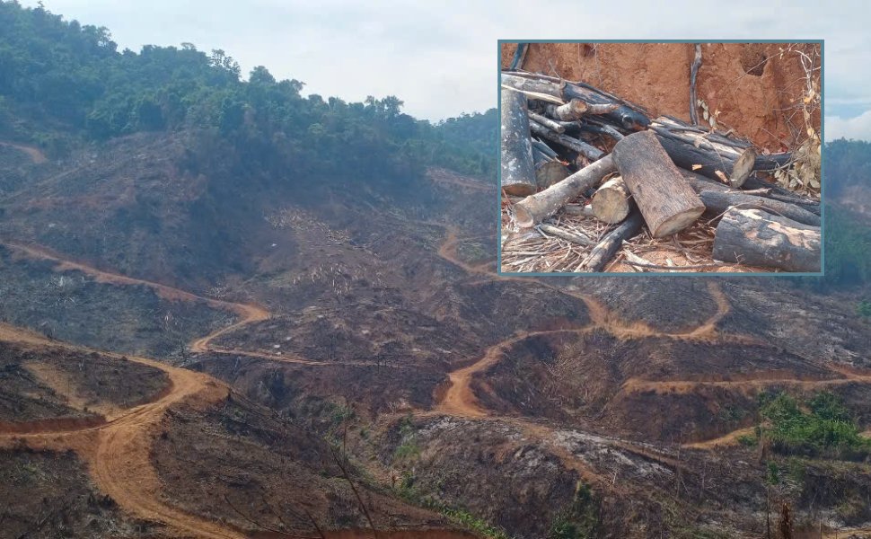 Nearly 98 hectares of forest in Gia Lai were severely damaged. Photo: Hoai Nguyen