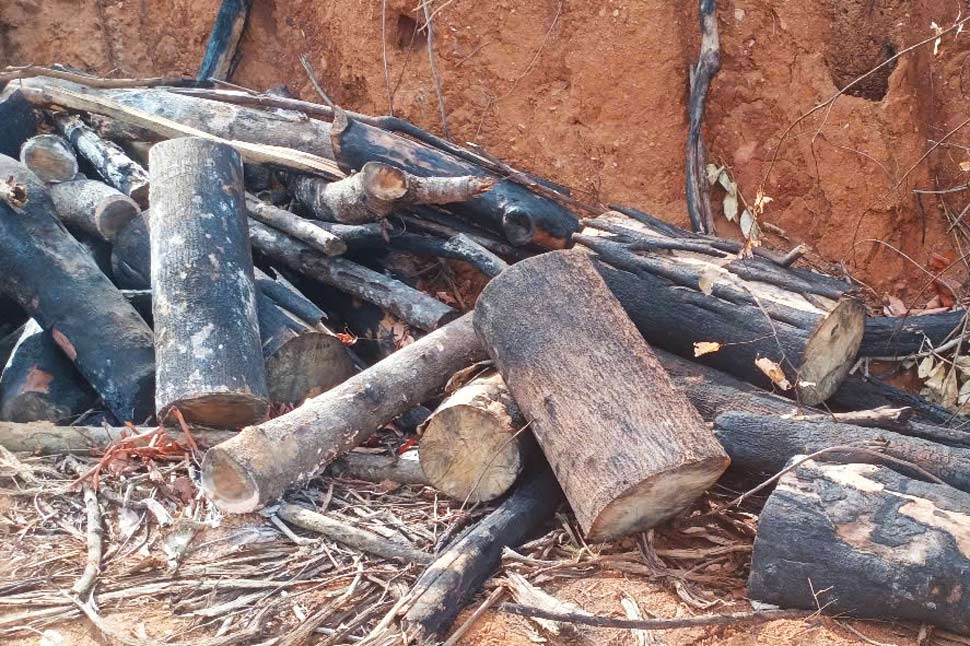 Nhieu than cay rung tu nhien bi cua khuc con sot lai hien truong. Anh: Hoai Nguyen