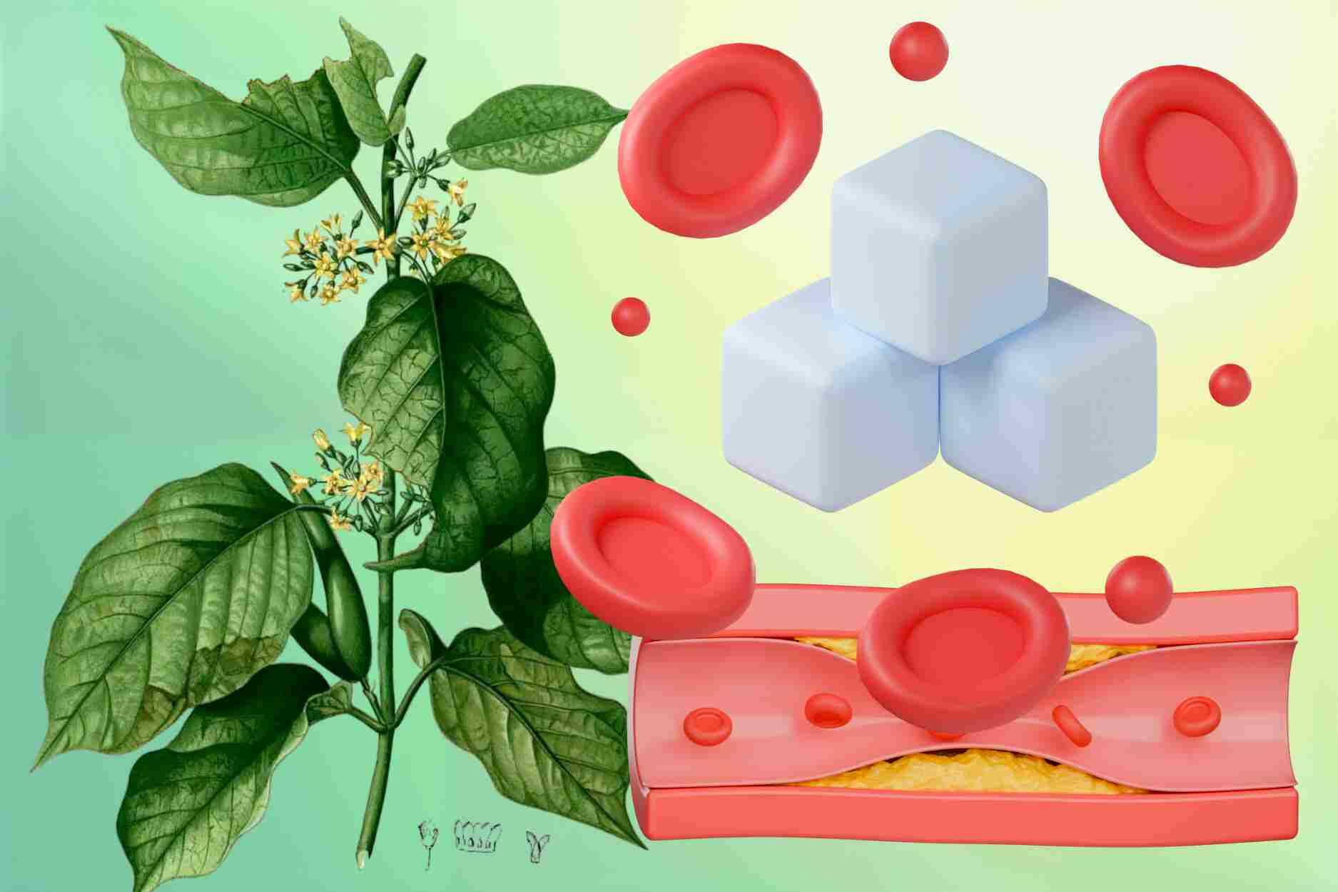 薬用植物は血糖値の低下と血中脂肪の改善をサポート