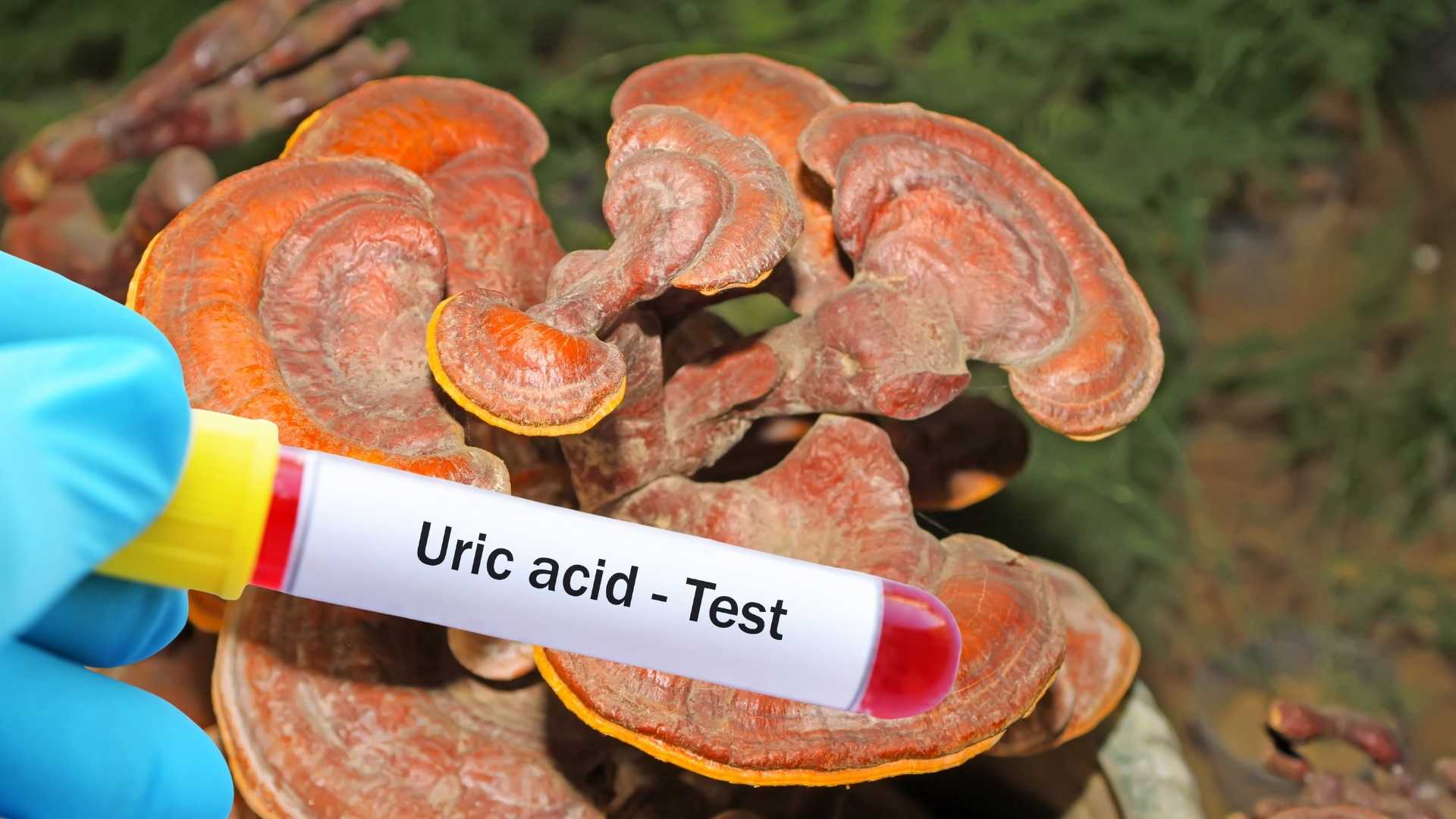 Unexpected effects of green lim mushrooms in reducing uric acid