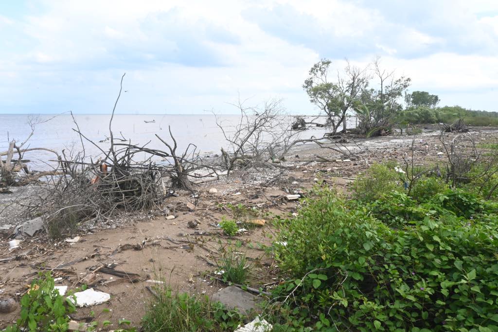 Diện tích rừng còn lại rất mỏng do sóng biển đánh vào làm chết các cây ở tỉnh Đồng Tháp. Ảnh: Thành Nhân