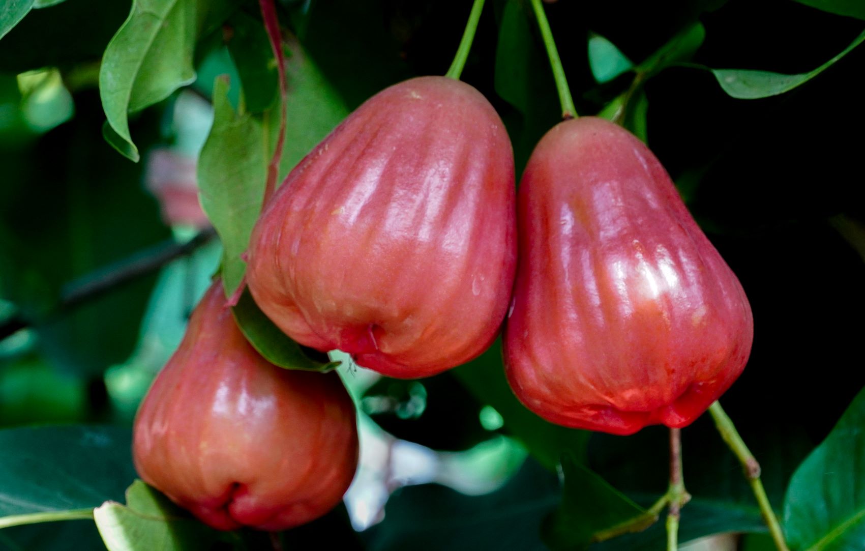 Giong man Hong San Tien co mau hong dam, gion, ngot, dat do duong 15%. Anh: Phuong Anh