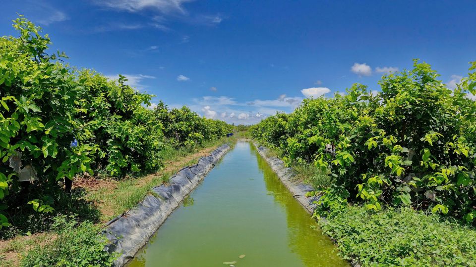 Khu vuon man duoc trong theo mat do khoa hoc, ap dung he thong tuoi tu dong. Anh: Thach Hong