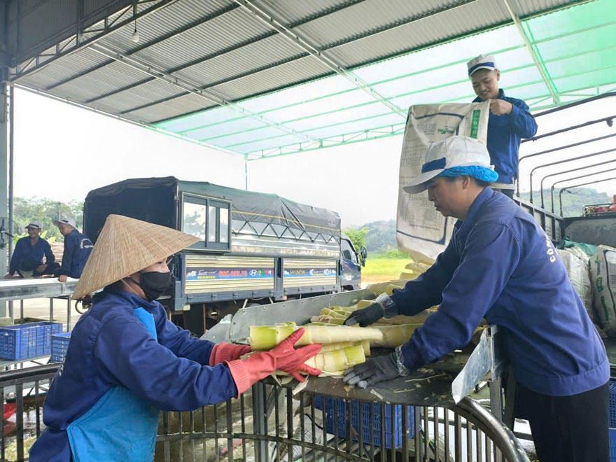 Cac doanh nghiep thu mua, che bien xuat khau hoat dong nhon nhip trong mua mang. Anh: Thanh Tien.