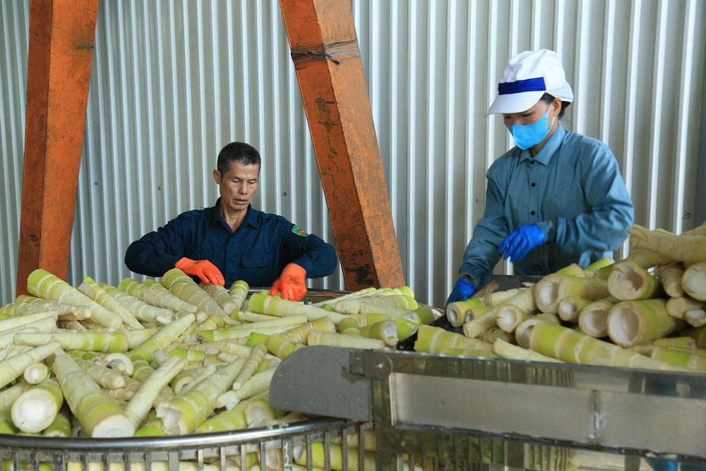 Nguoi dan thu hoach mang. Anh: Thanh Tien.