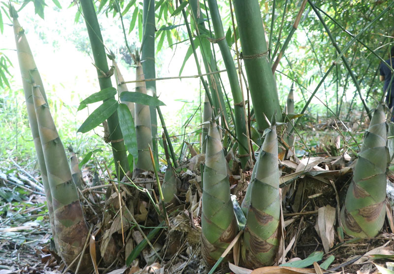 Nguoi dan vung cao dang tiep tuc mo rong, hinh thanh nhung vung tre Bat Do quy mo lon. Anh: Duy Dung