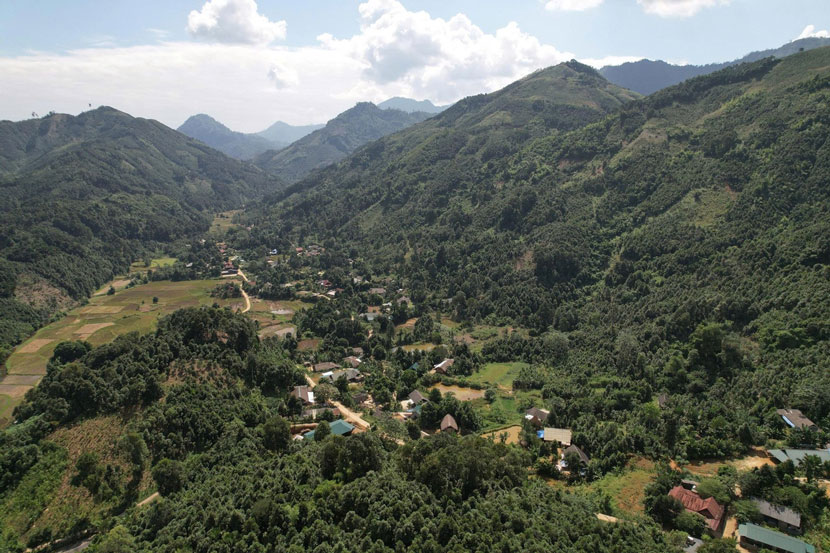 シナモンの木がビエンソンの山々や丘を覆っています。写真: ズイ・ズン