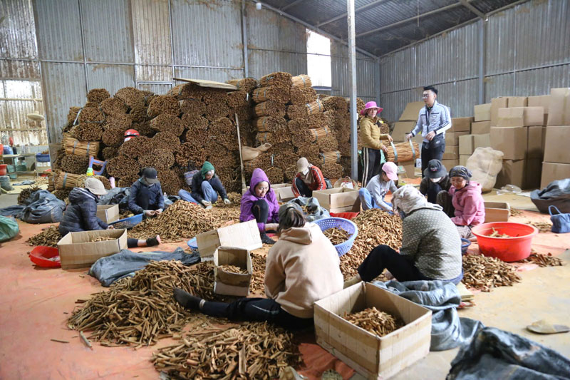 Cay que da giai quyet viec lam, giup nhieu ho dan o Xuan Ai thoat ngheo. Anh: Duy Dung