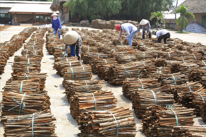 Sau khi thu hoach que se duoc ban tuoi hoac phoi kho roi ban cho cac doanh nghiep.