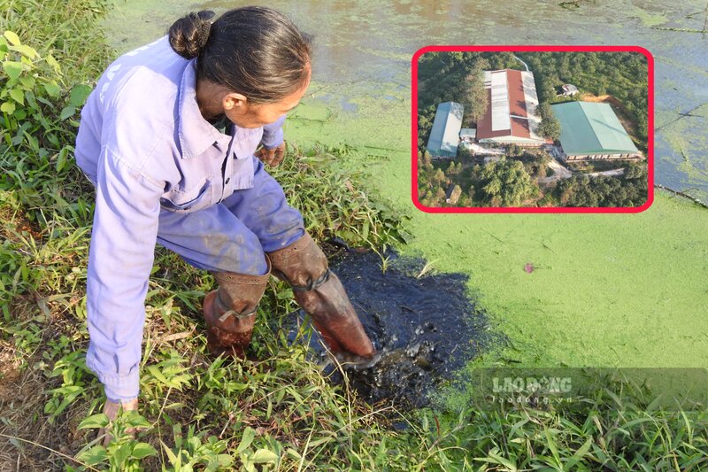 Người dân cho phóng viên thấy dòng nước thải đen ngòm trong một mảnh ruộng của trại lợn Đô Thìn. Ảnh: Tô Công.