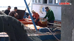 The continuous natural disasters have caused many aquaculture areas to lose everything