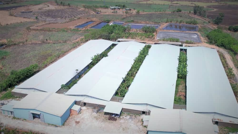 Gia Lai orients investment in livestock farming according to a high-tech application model. Photo: Thanh Tuan