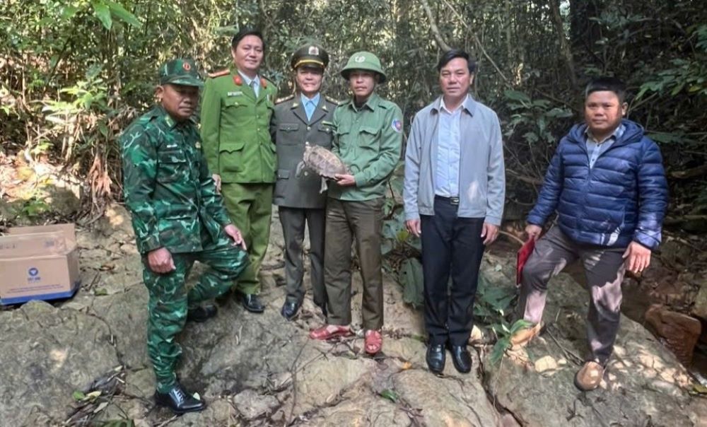 자연으로 방생된 산 거북이. 사진: 김후에