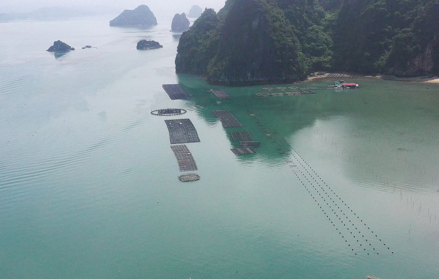 Quang Ninh省ヴァンドン特別区のハイテク海水養殖場。写真:Duc Trung