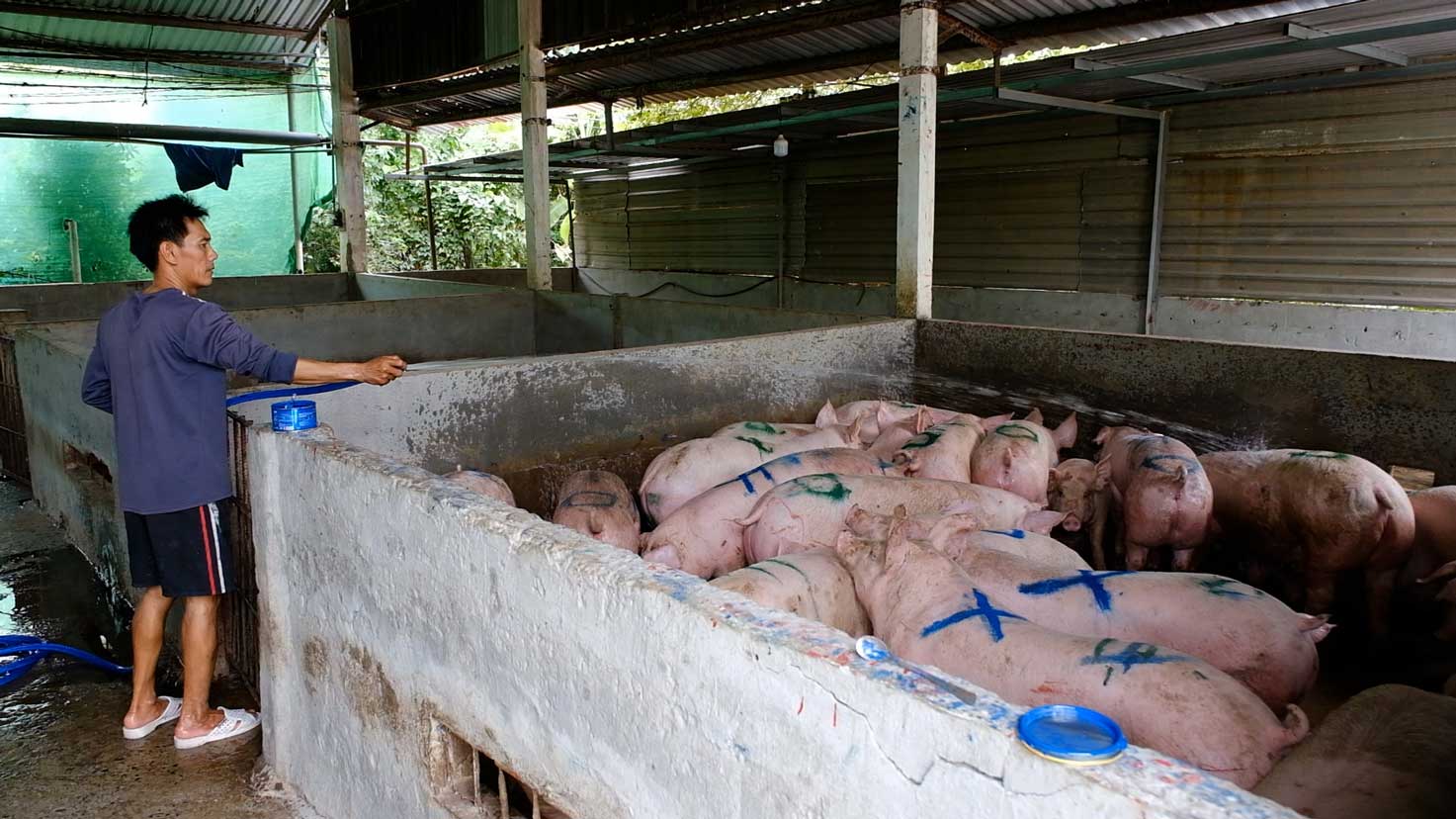 Gia heo hoi o cac tinh, thanh mien Nam hien dao dong tu 57.000 - 61.000 dong/kg. Anh: Han Nghien