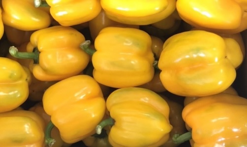 Golden bell peppers will best enhance their eye-pharing effects when processed properly. Photo: Kieu Vu