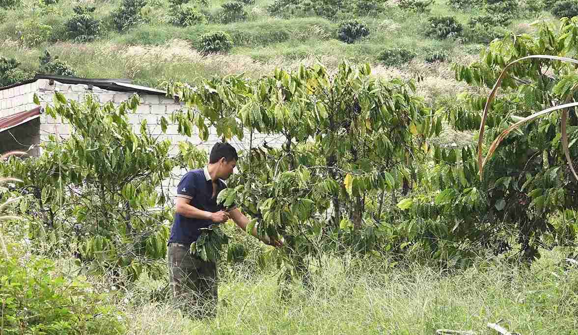 El cafe es actualmente un cultivo industrial clave que ayuda a la gente de la comuna de Quang Phu (provincia de Lam Dong) a erradicar el hambre y reducir la pobreza de manera efectiva. Foto: Thu Trang
