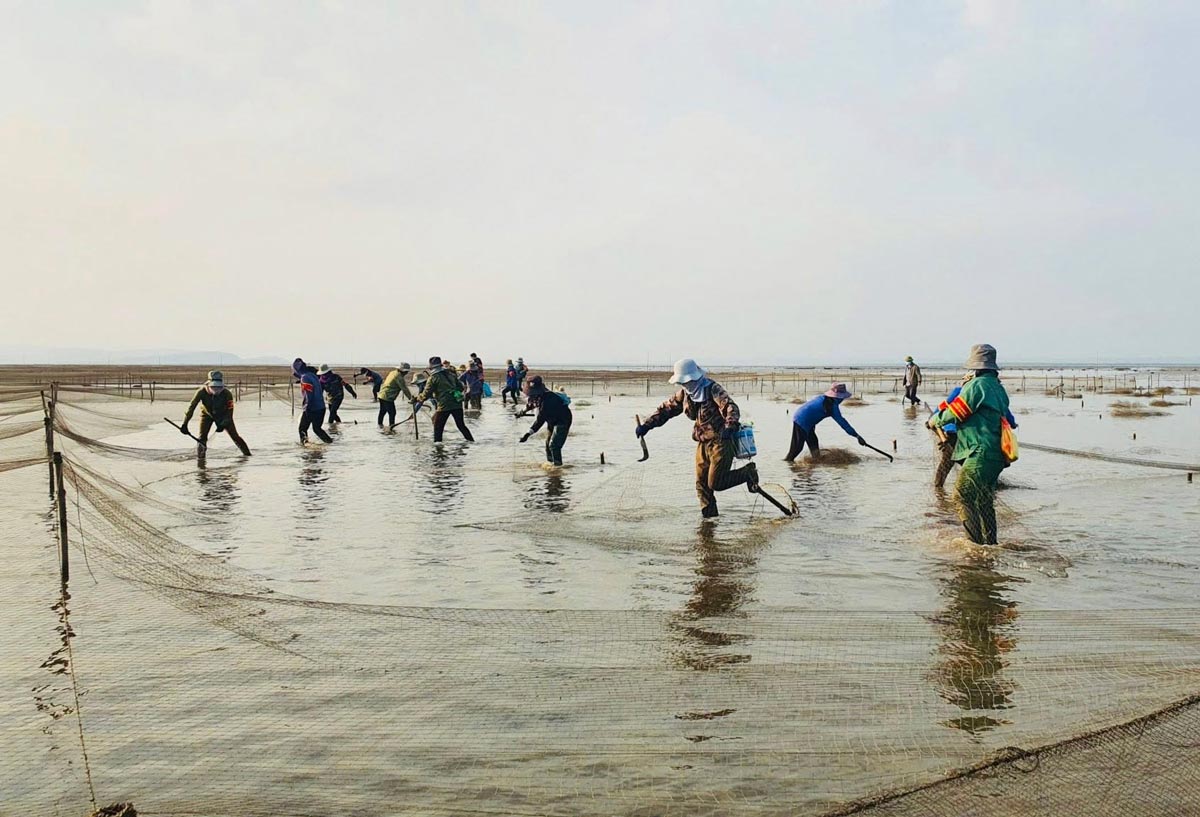 The commune's functional forces have taken action to thoroughly handle the areas of stake-ups and fences for illegal fishing and aquaculture. Photo: Quang Ha Commune Portal