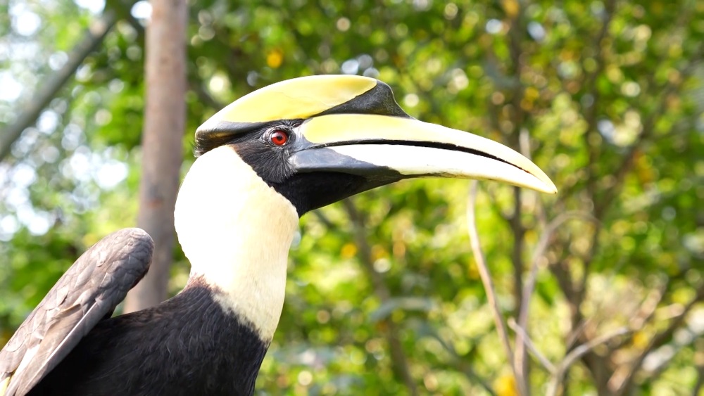 Phong Nha - Ke Bang の希少な Hong Hoang 個体を保存。写真:Cong Sang