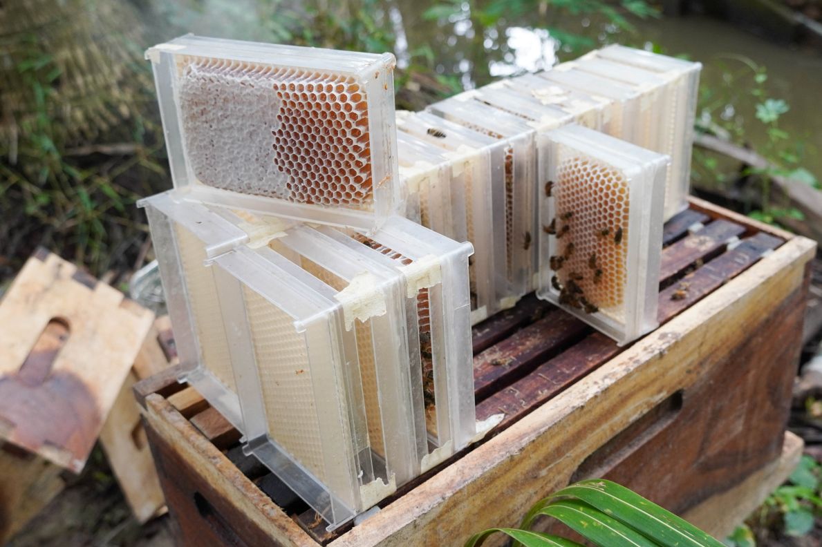 Cau tao thung ong tach tang voi tang sinh san va tang mat tach biet. Anh: Phuong Anh