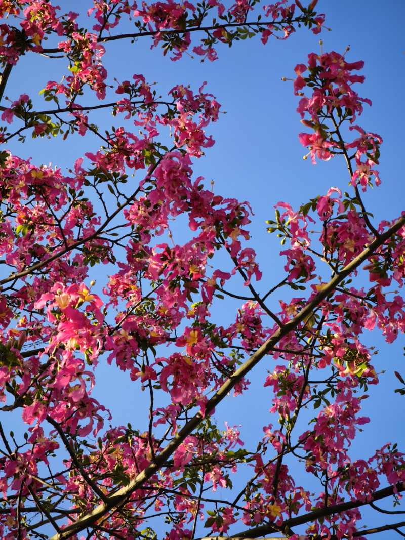 Nhung bong hoa my nhan bung no giua troi dong Ha Noi.
