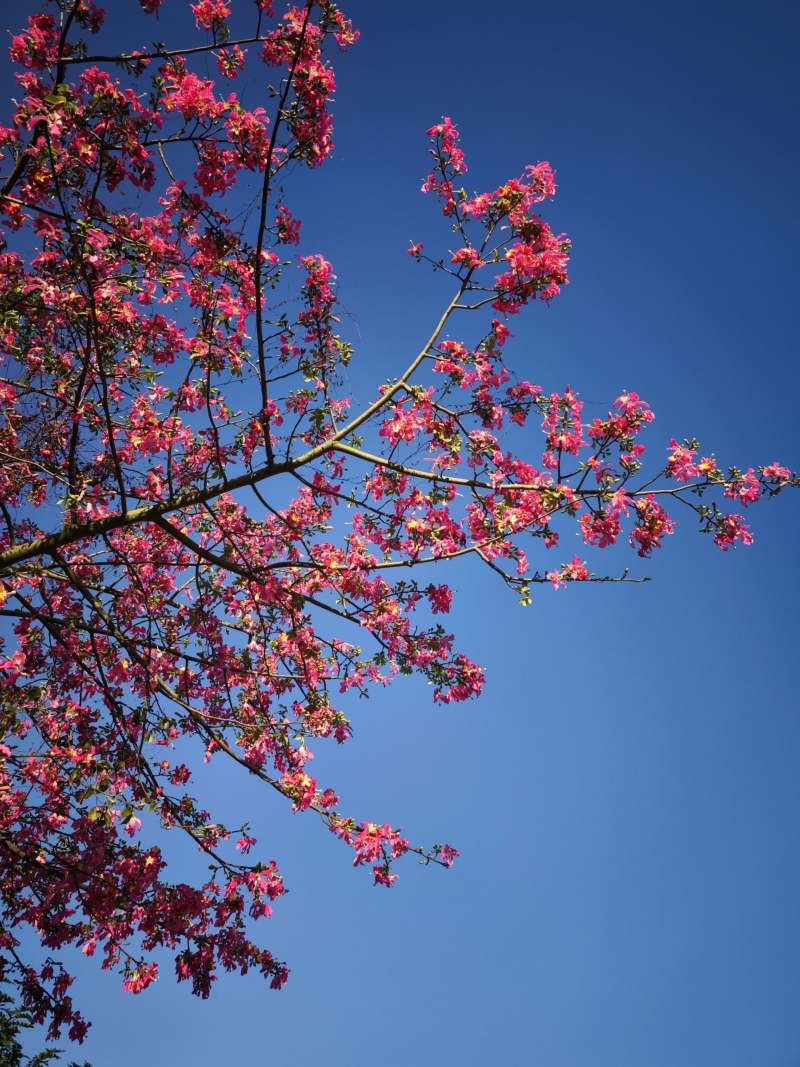 Hoa my nhan co sac hong kieu sa va huong thom nhe nhang.