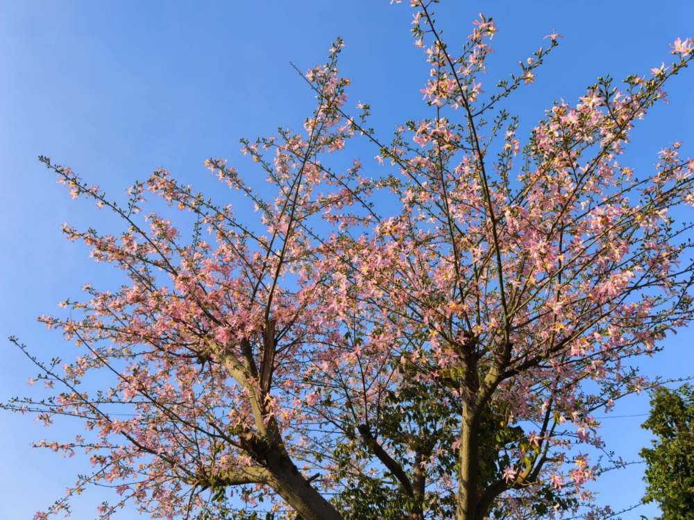 Cay hoa dep khien nhieu nguoi khong khoi xuyt xoa.