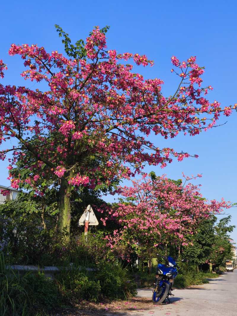 Cay hoa my nhan o So Dong, Hung Yen, gan Ecopark.