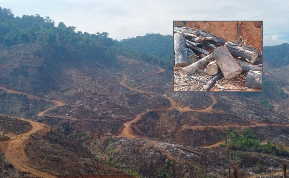 Gần 98ha rừng ở Gia Lai bị xâm hại nghiêm trọng. Ảnh: Hoài Nguyên